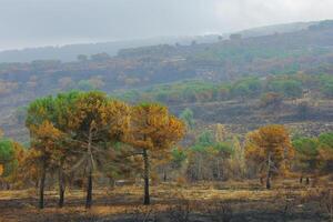 the burned forest photo