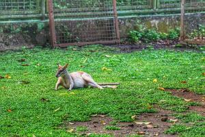 The Ground Kangaroo, The Agile Wallaby, Macropus agilis also known as the sand wallaby, photo