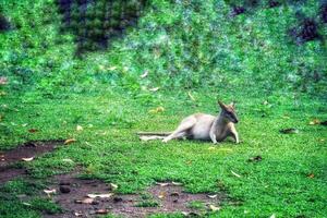 The Ground Kangaroo, The Agile Wallaby, Macropus agilis also known as the sand wallaby, photo