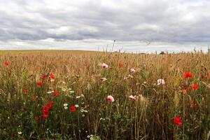 Beautiful red poppy flowers papaver rhoeas in a golden wheat field moving in the wind photo