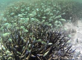 Underwater photo of pale corals with fish at the Maldives.