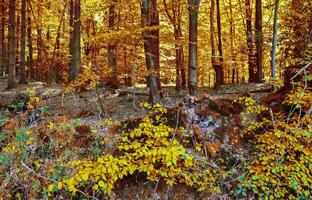 hermosa panorama ver en un dorado otoño paisaje encontró en UE foto