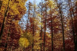 hermosa panorama ver en un dorado otoño paisaje encontró en UE foto