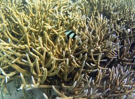 Underwater photo of pale corals with fish at the Maldives.