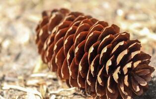 One long pine cone laying on the ground with brown needles in a forest photo