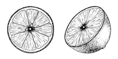 Set of Lemon slice fruits. Sketch Hand drawn illustration. Black outline ink of citrus fruit. Isolated on white background. Design for menu, package, cosmetic, textile vector