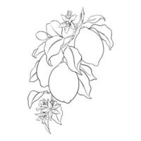 Hand drawn branch of Lemon fruits, leaves and flowers. Sketch illustration. Black ink outline of citrus. Isolated on white background. Design for menu, package, cosmetic, textile vector