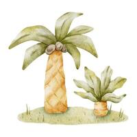 Palm trees with leaves on lawn. Isolated hand drawn watercolor illustration. A clipart of tropical trees with coconut for children's invitation cards, parties, baby shower, decoration of kid's rooms vector