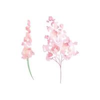 Watercolor wildflowers, delicate botanical illustration vector