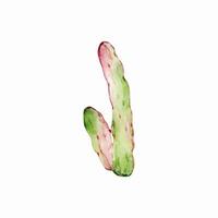 Watercolor cactus, desert mexican plants vector