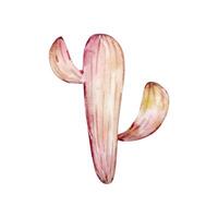 Watercolor cactus, desert mexican plants vector