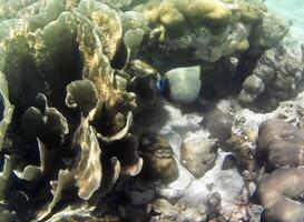 Underwater photo of pale corals with fish at the Maldives.