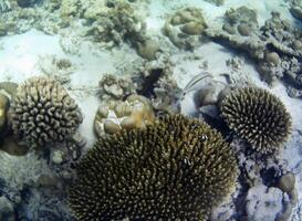 Underwater photo of pale corals with fish at the Maldives.