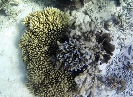 Underwater photo of pale corals with fish at the Maldives.