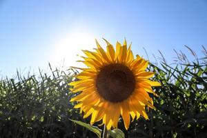 Sunflowers in front of a crop field by the roadside against the sun photo