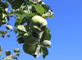 manzanas verdes en una rama listas para ser cosechadas con un enfoque selectivo y un bokeh suave foto