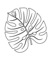 Hand drawn monstera leaf. Doodle illustration. Isolated icon on the white background. vector