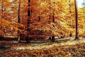 hermosa panorama ver en un dorado otoño paisaje encontró en UE foto