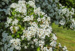 Beautiful cherry and plum trees in blossom during springtime with colorful flowers photo