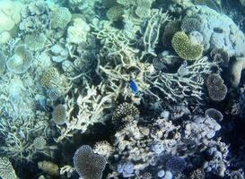 Underwater photo of pale corals with fish at the Maldives.