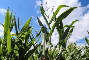 Beautiful close up view at green corn plants on a field with a blue sky in the background photo