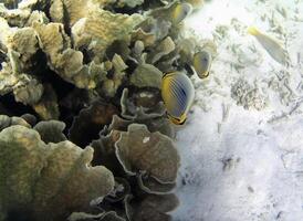 Underwater photo of pale corals with fish at the Maldives.