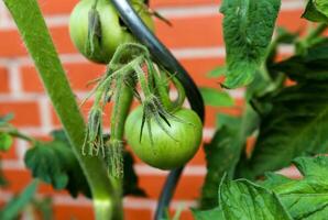 Agriculture concept. Some big green tomatoes on a bush growing at the wall of a house. photo