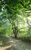 vertical panorama de un camino en un verde bosque. foto