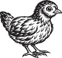 Chicken - Black and White Cartoon Illustration vector