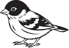 Sparrow - Black and White Illustration - Isolated on White Background vector