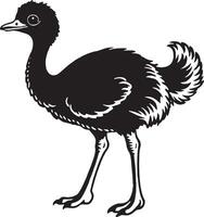 Emu - black and white illustration vector