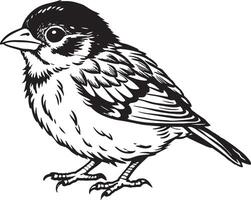 Sparrow, sketch, illustration, on white background. vector