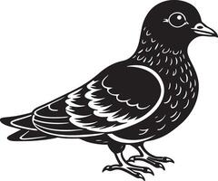 Pigeon - Black and White Illustration, Isolated On White Background vector