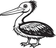 Pelican - Pelecanus occidentalis. illustration vector