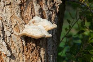 Mushrooms on the tree. photo