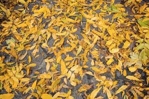 Fallen autumn leaves photo