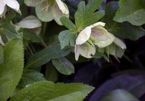 el día primavera Dom luces Fresco flores de un helleborus Níger con brillante blanco pétalos foto