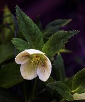 The day spring sun lights fresh flowers of a helleborus niger with bright white petals photo
