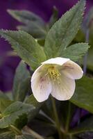 The day spring sun lights fresh flowers of a helleborus niger with bright white petals photo