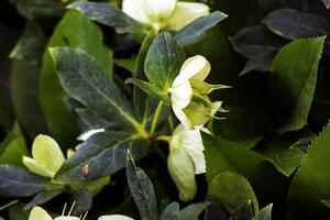 The day spring sun lights fresh flowers of a helleborus niger with bright white petals photo