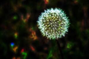 común diente de león taraxacum officinale en un prado en contra un oscuro antecedentes foto