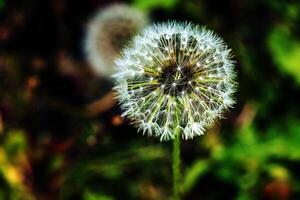 Common dandelion Taraxacum officinale in a meadow against a dark background photo