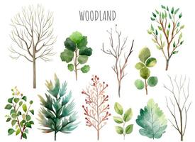 Set of wild watercolor forest trees and plants. Watercolor woodland. Watercolor nature elements vector