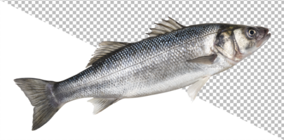hav bas, färsk havsabborre fisk isolerat på vit bakgrund psd