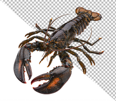 Fresh lobster isolated on white background psd