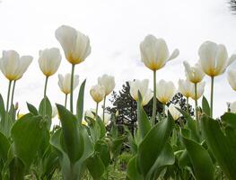 amarillo tulipán flor antecedentes pétalo brote foto