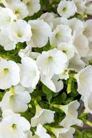 blanco petunia. surfinia flor brotes foto