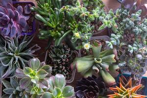 un conjunto de diferente suculentas haworthia y áloe, crassula y sedum, echeveria, crassula y kalanchoe. crecer un hogar flor. floricultura. cactus hogar verde suculento. flores antecedentes. foto