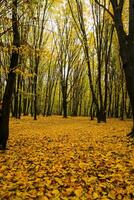 Trees with yellow leaves in the forest in autumn. Natural landscape. Nature photo