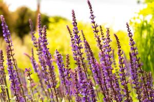 Sage oak flower close-up. Summer floral background. Medicinal plant in a flower bed. Gardening photo